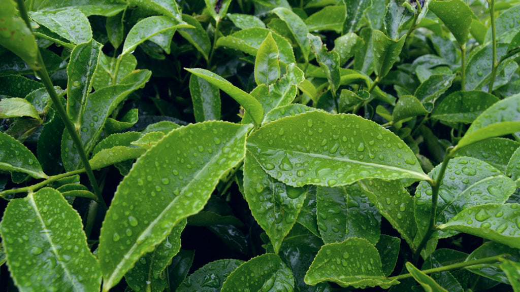 Green tea soap recipe