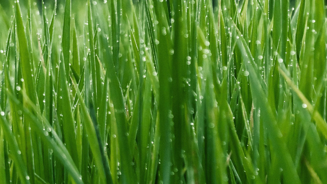 Wheatgrass soap recipe