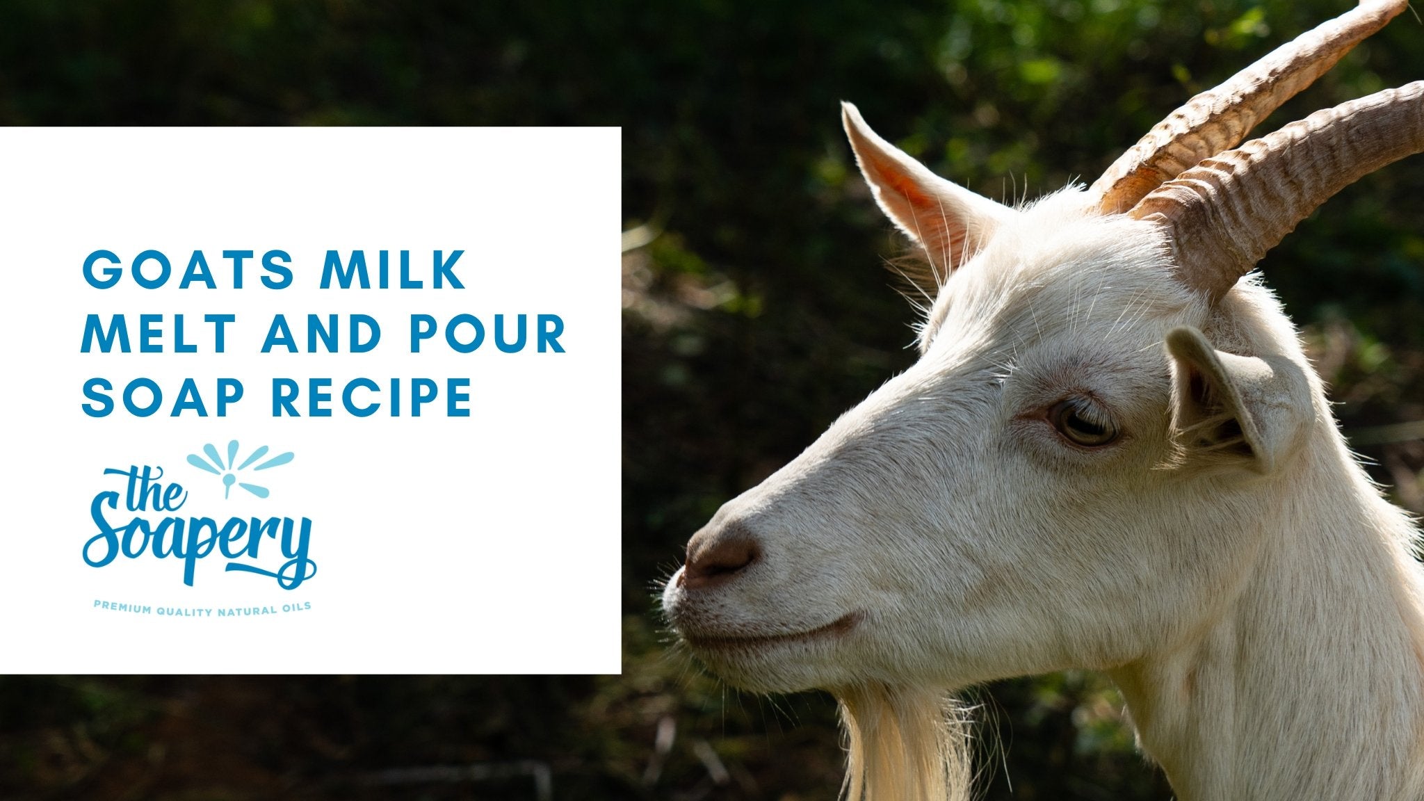 How to Make Homeamde Melt and Pour Goat's Milk Soap